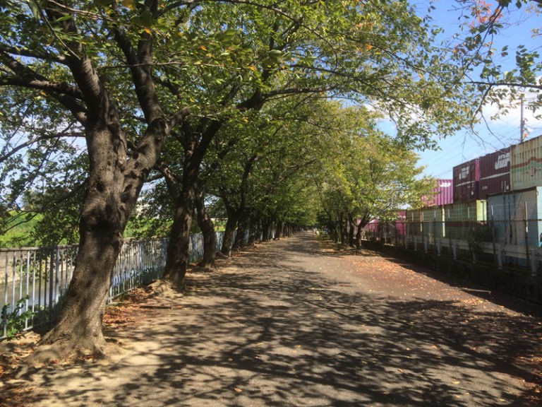 新幹線公園桜のトンネル