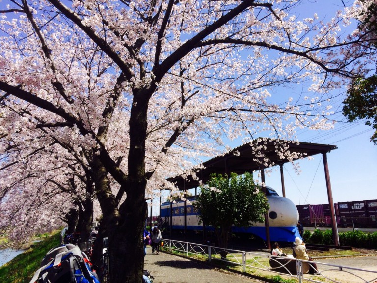 新幹線公園　桜２