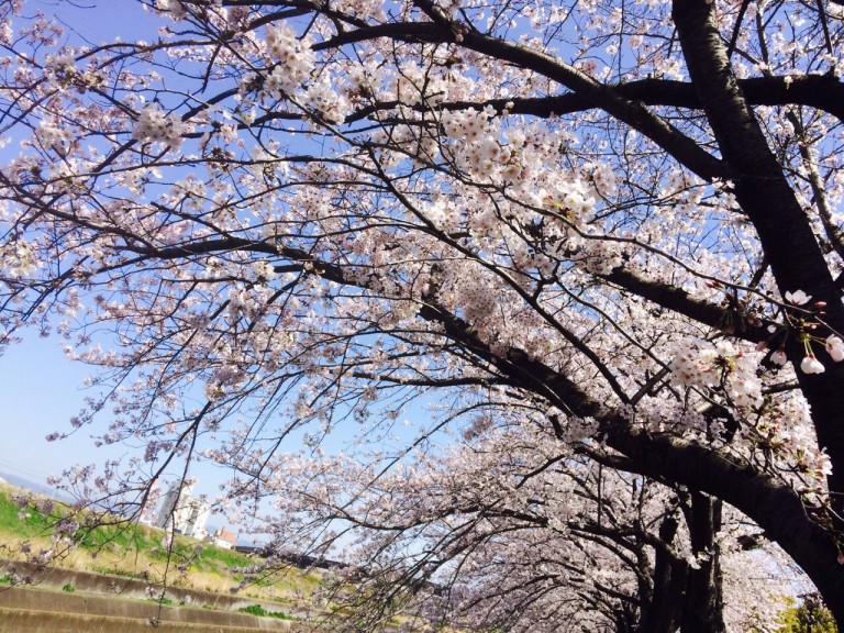 新幹線公園　桜３