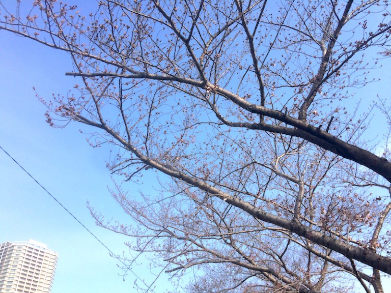 桜　枝