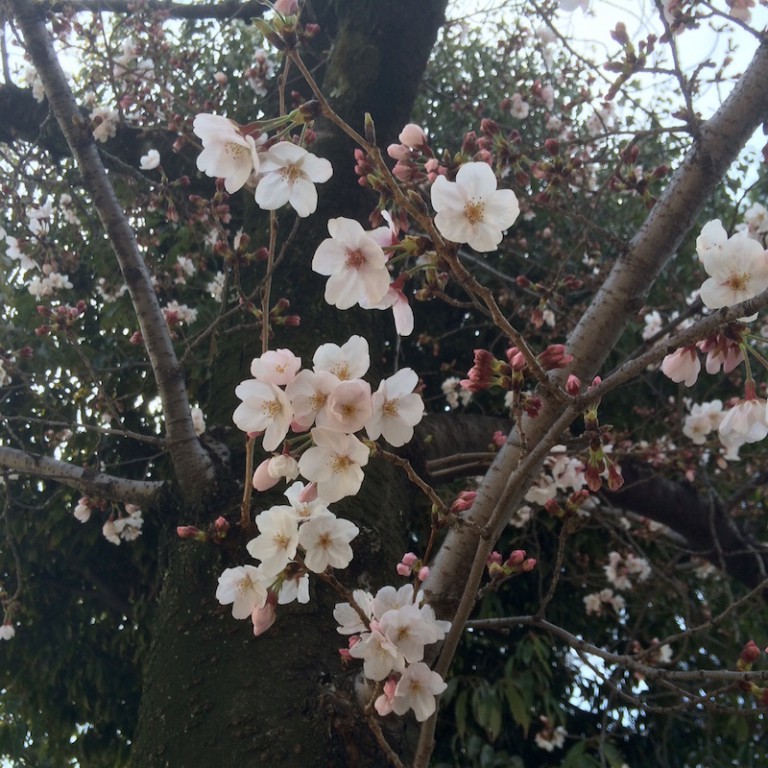 さくら公園　桜