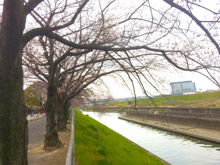 桜　安威川