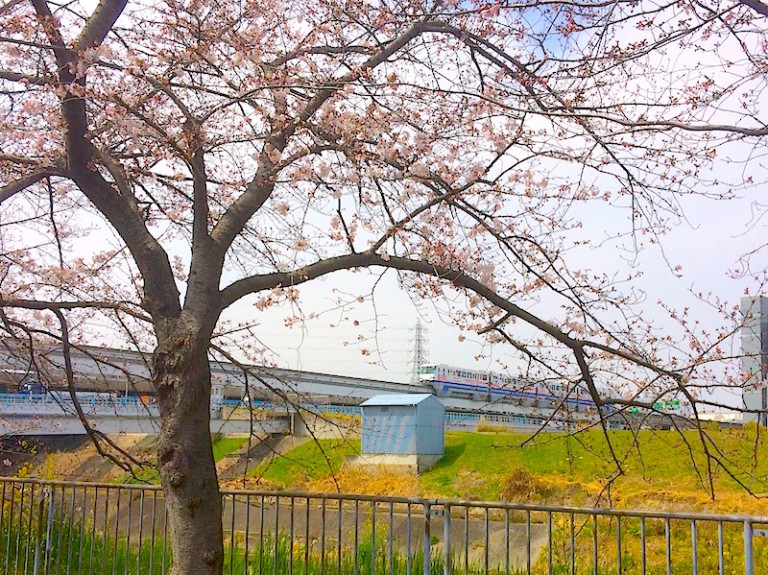 桜とモノレール