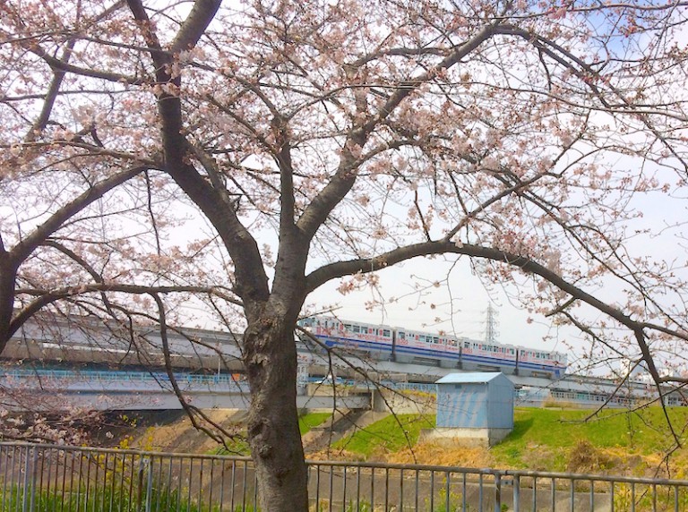 桜とモノレール２