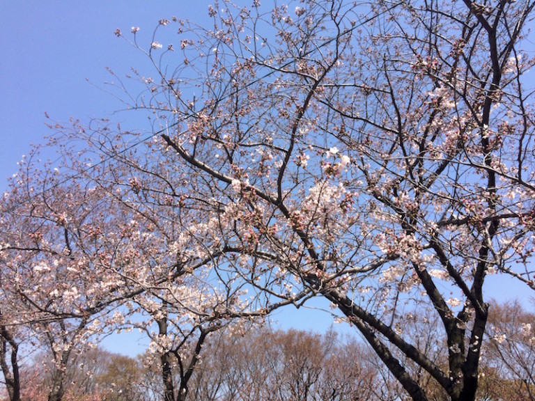 平和公園　桜２
