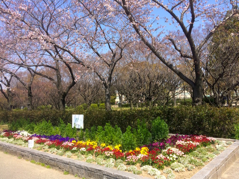 平和公園　桜３