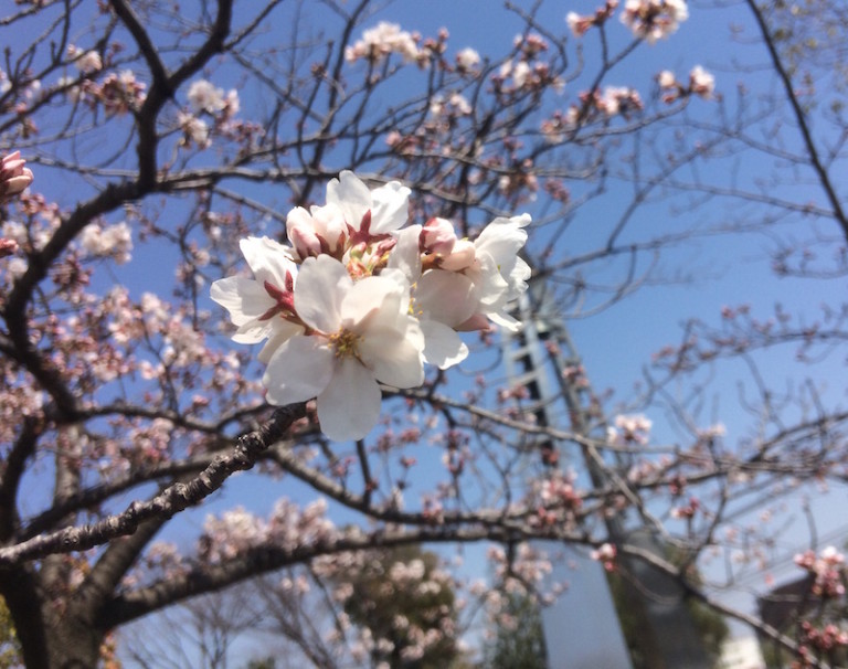 平和公園　桜
