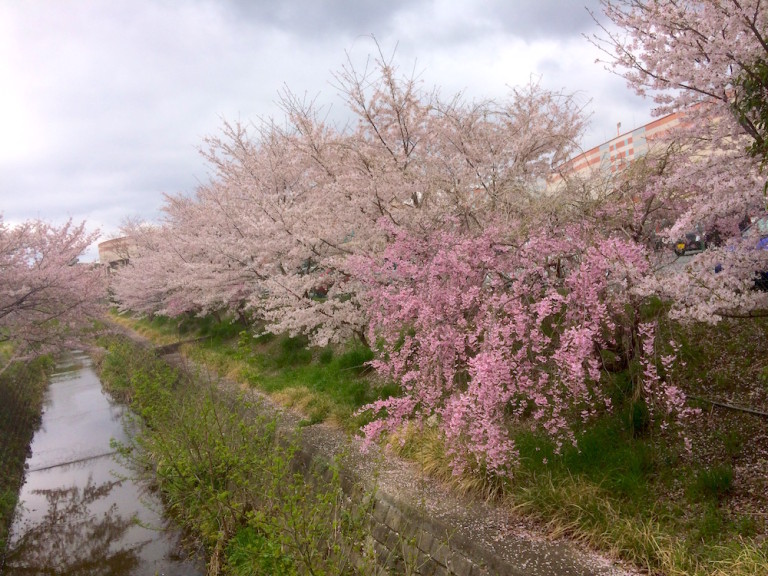 市場池公園　桜