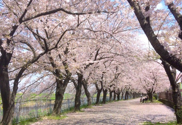 新幹線公園　桜並木