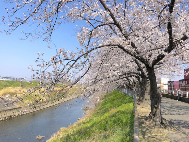安威川　桜