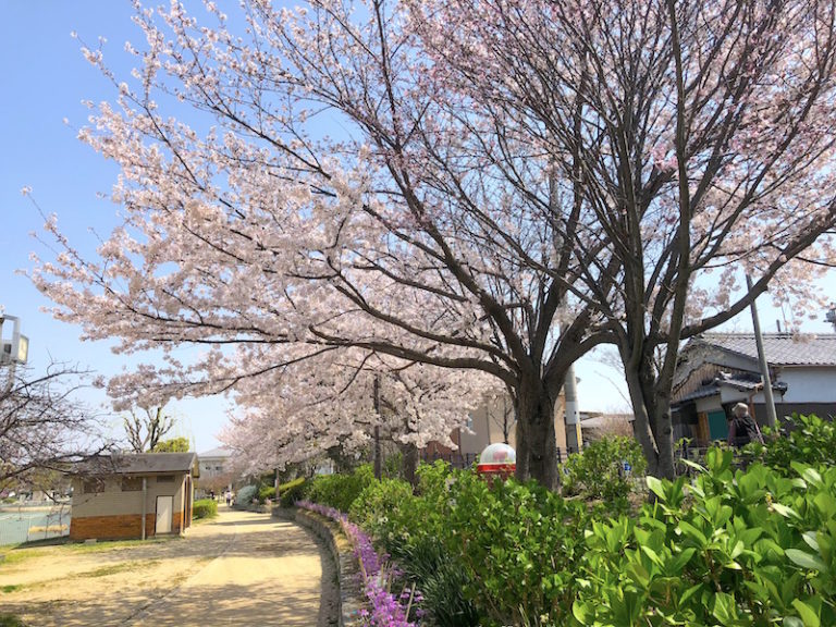 市場池公園　桜並木