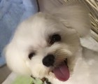 レディ・レイ