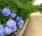 紫陽花と散歩道