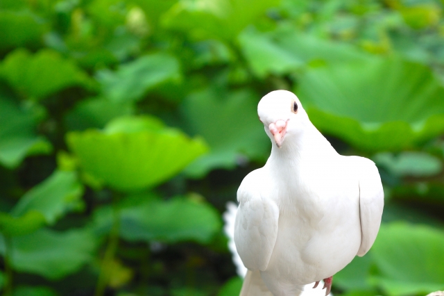 平和　白い鳩