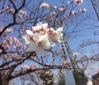 平和公園　桜