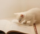 本を読むネコ