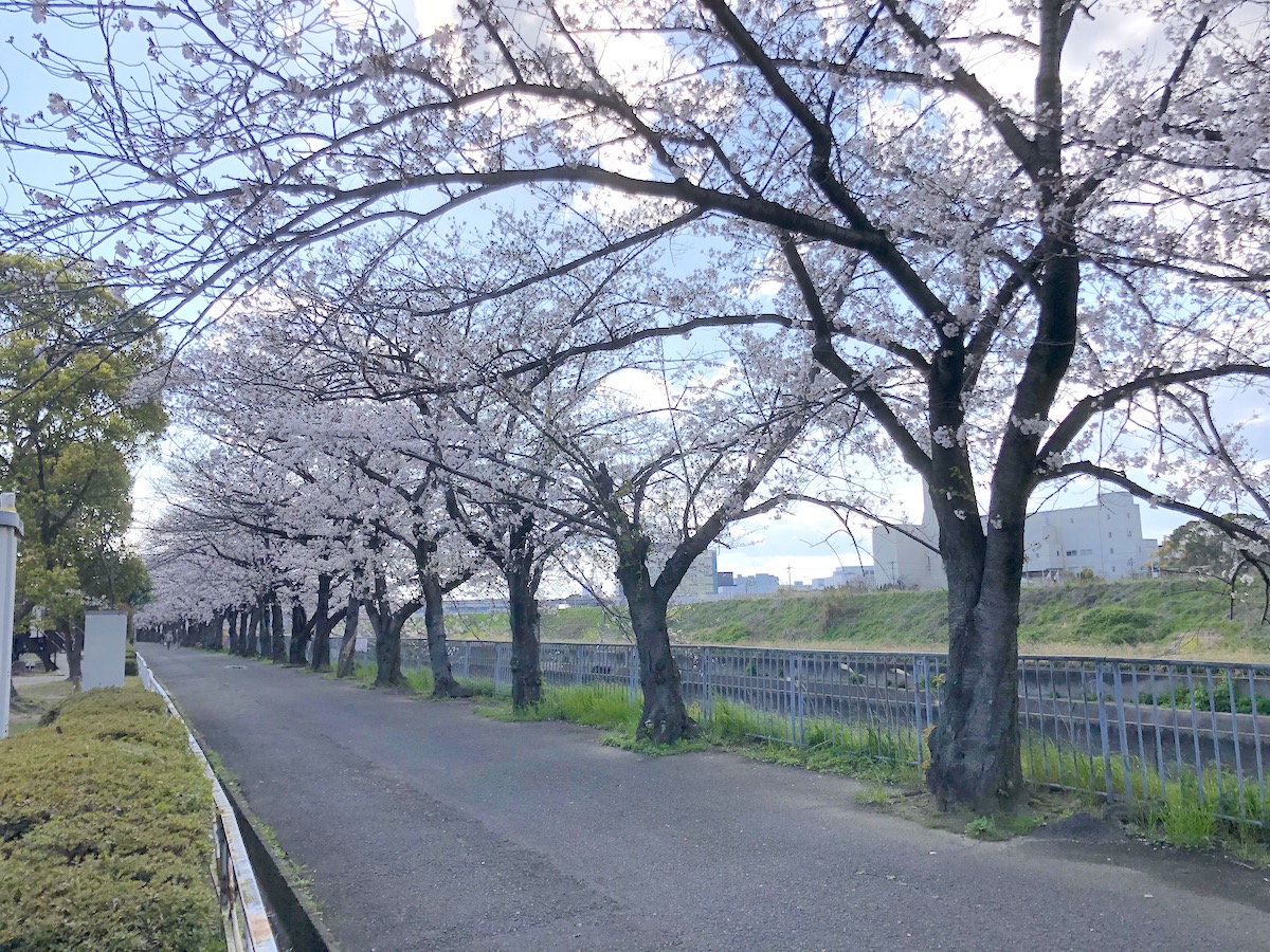 摂津市 新幹線公園の桜が綺麗ですが シートを敷いての宴会など 飲食を伴うお花見はご遠慮いただきますようお願いします 号外net 摂津 千里丘 南茨木