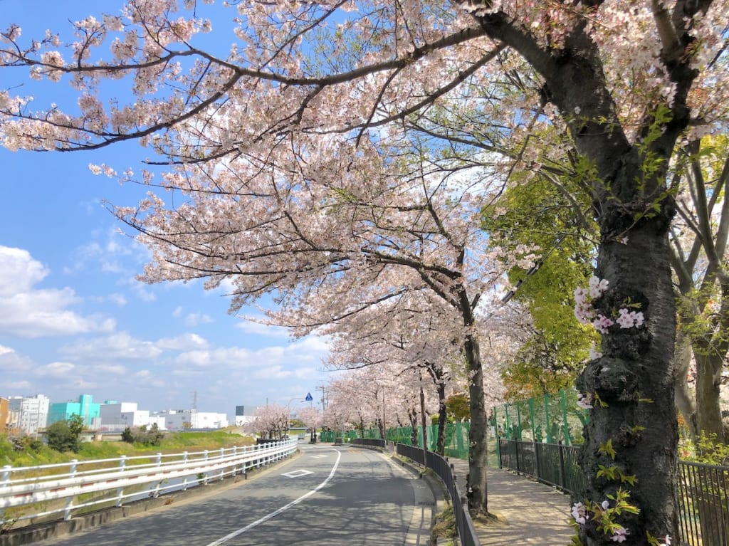 別府小学校前の桜並木