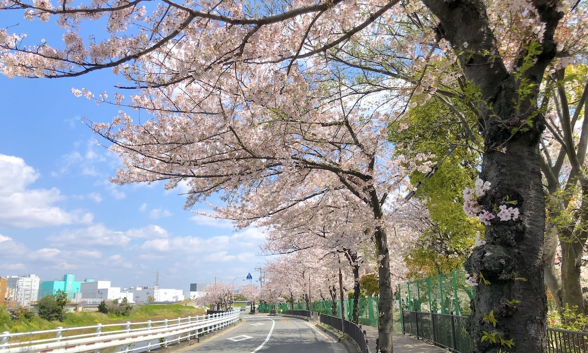 別府小学校前の桜並木