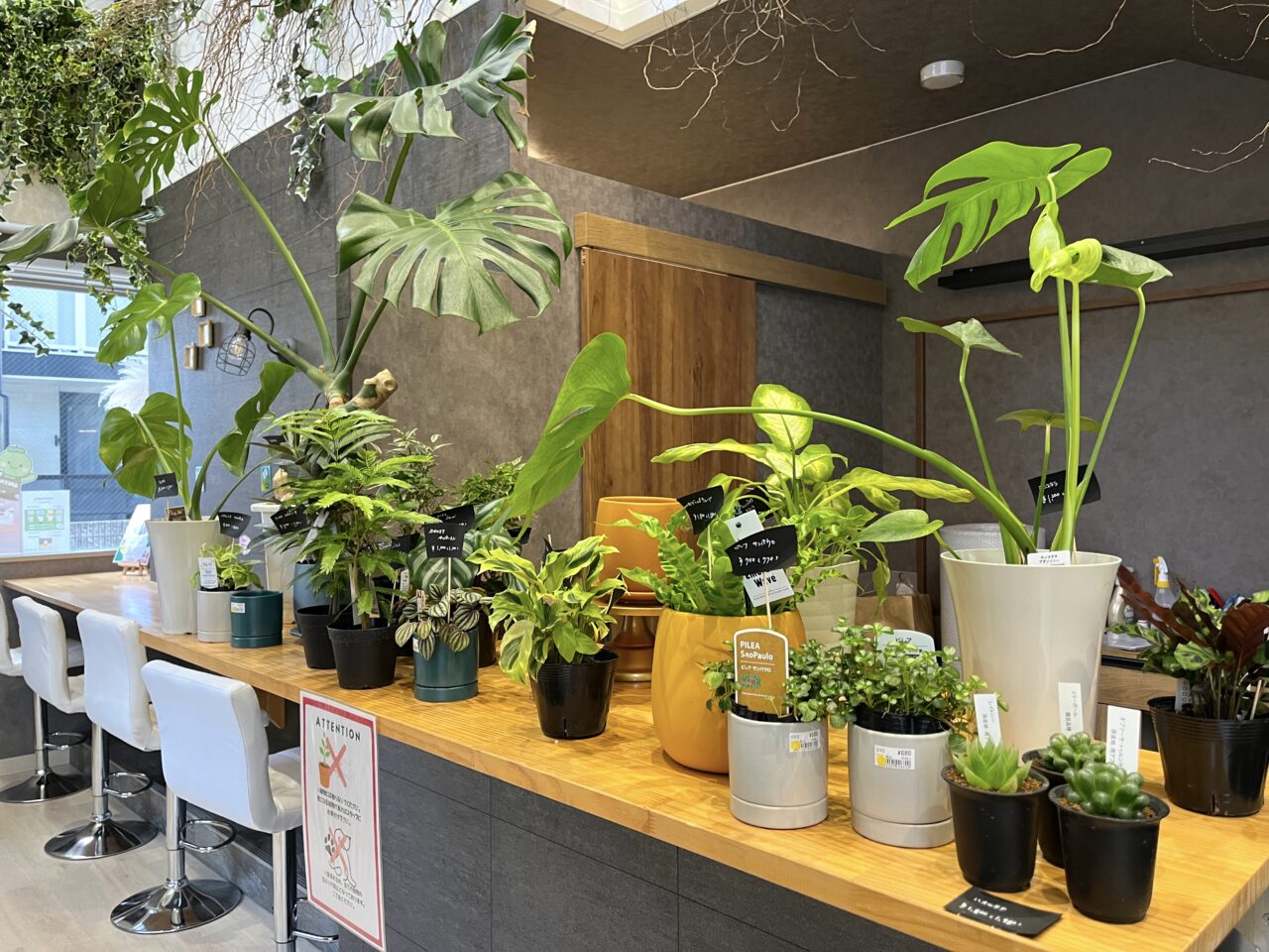 摂津市】阪急正雀駅すぐ！観葉植物のあるカフェ「green+」で癒しの